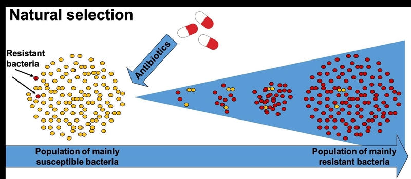 What is the best explanation for why the red bacteria are able to survive the antibiotics-example-1