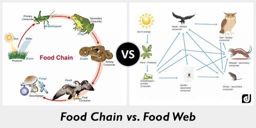 Living things need energy Your essay need to include; producer consumer decomposer-example-1