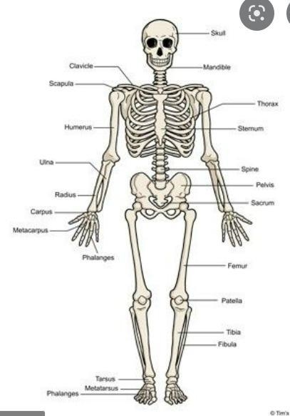 Use the following diagram to match the letters with their corresponding bone:-example-1