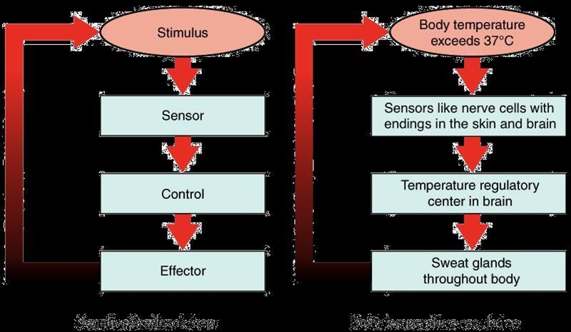 Explain how a negative feedback loop helps to control body temperature.-example-1