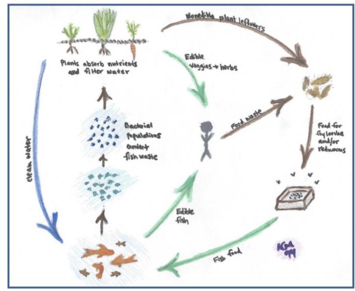 explain how matter cycles through non living and living things in a aquaponics system-example-1