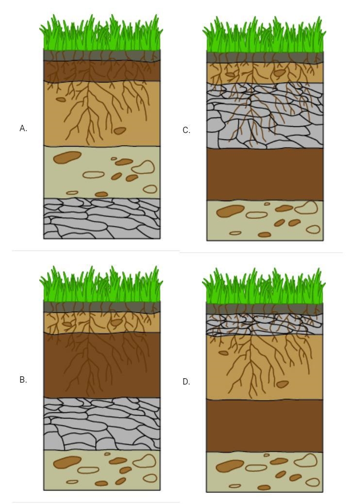 Which soil horizon sample is most likely correct? Choose the correct letter. a D b-example-1