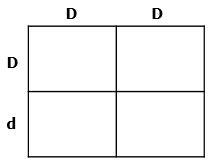 When the punnet square is complete, what will the data in the four individual squares-example-1