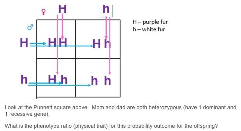 Look at the Punnett Square. What is the phenotype ratio for the offspring of these-example-1