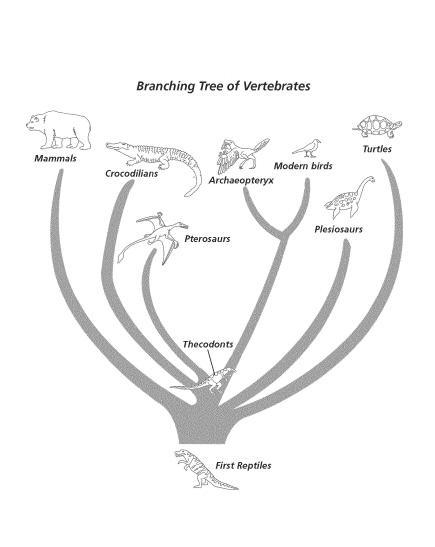 Would you expect the DNA of crocodilians to be more similar to the DNA of modern birds-example-1