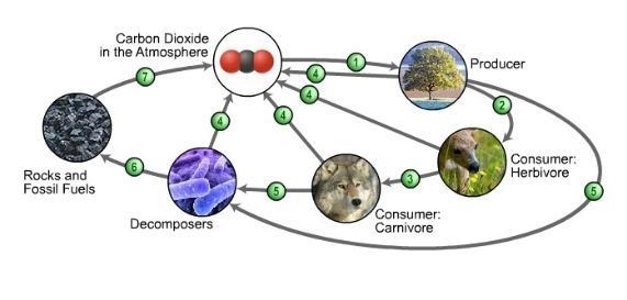 According to this diagram, which number most closely represents the process of photosynthesis-example-1