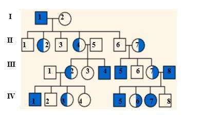 The pedigree above shows the passing on of colorblindness. What gender can ONLY be-example-1