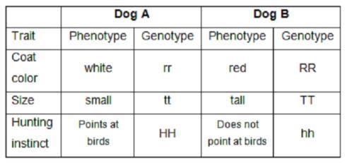 Using the information in the chart above, is is possible for these two dogs to produce-example-1