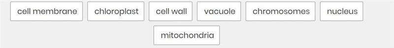 Drag and drop each organelle to match it to the correct description.-example-2