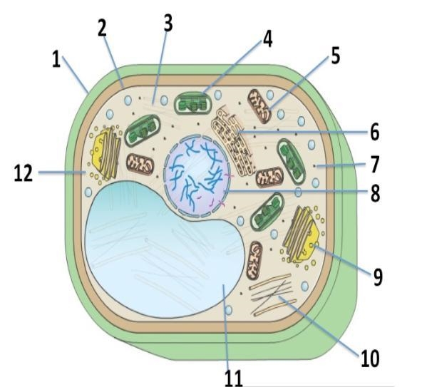 This is a picture of a plant cell. Which organelles listed here would you ONLY find-example-1