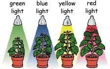 Which light produces the most glucose in the plant? (remember that glucose is a food-example-1