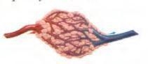 Identify the artery and the vein in the figure below. Explain your answer.-example-1