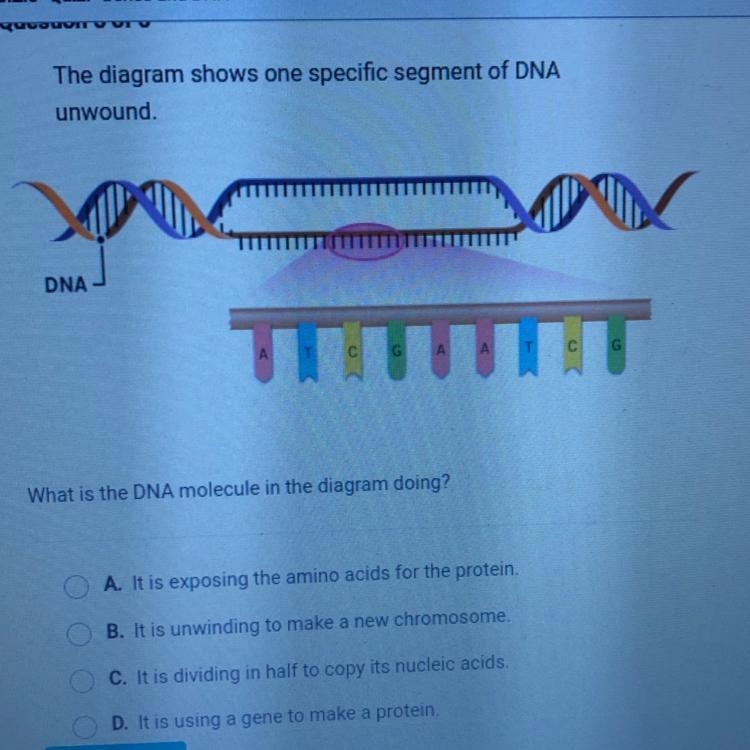 The diagram shows one specific segment of DNA Unwound, DNA TIU What is the DNA molecule-example-1