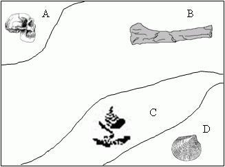 According to the sedimentary rock layers shown below, which statement is true? A. Fossil-example-1