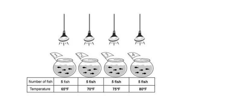 A student is interested in the behavior of fish. He has 4 fish bowls and 20 goldfish-example-1