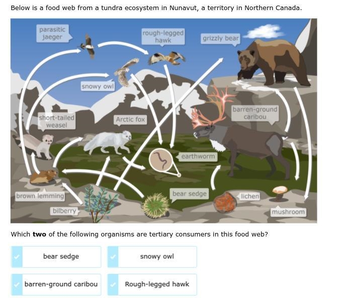 Ixl questions Which two of the following organisms are tertiary consumers in this-example-1