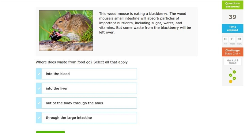 This wood mouse is eating a blackberry. The wood mouse's small intestine will absorb-example-1