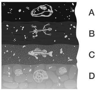 Examine the layers of rock. Identify and explain which layer contains the oldest fossils-example-1