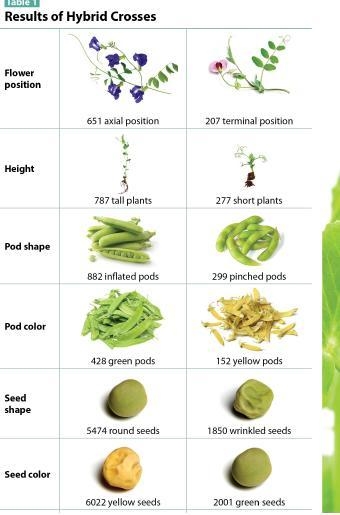 Using the table, determine the percentage of tall plants produced by a hybrid cross-example-1