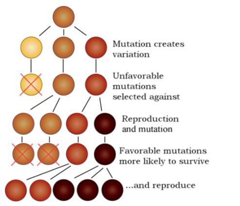 Use the mutation diagram in the text (above paragraph 6) to answer the following: Imagine-example-1