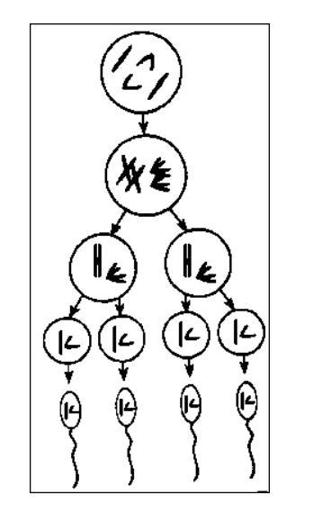 Your friend shows you the image below and claims that it shows the process of mitosis-example-1