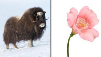 A musk ox and the Alstroemeria flower have physical structures and organs that have-example-1