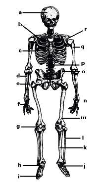 Use the following diagram to match the letters with their corresponding bone:-example-1