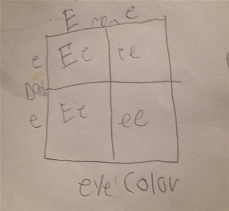 What will the kid have brown eyes or blue eyes the has capital e and lowercase e the-example-1