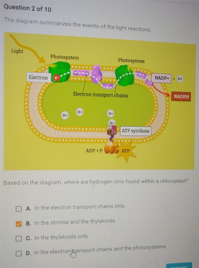 Based on the diagram where are hydrogen ions found within chloroplast?​-example-1