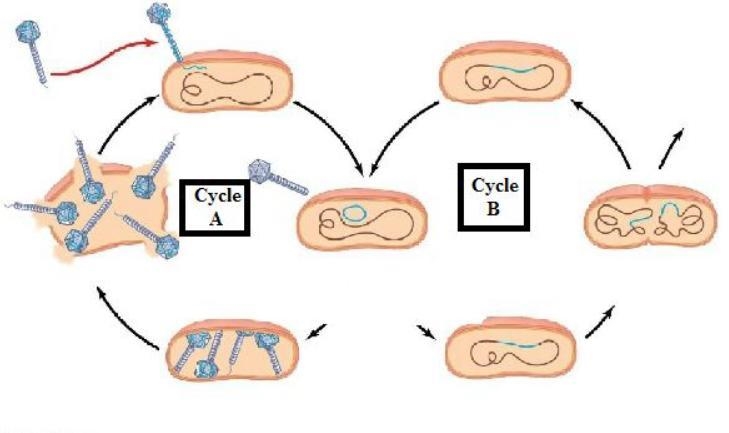 Which cycle(s) in the diagram below is(are) considered lytic? A) cycle A B) cycle-example-1