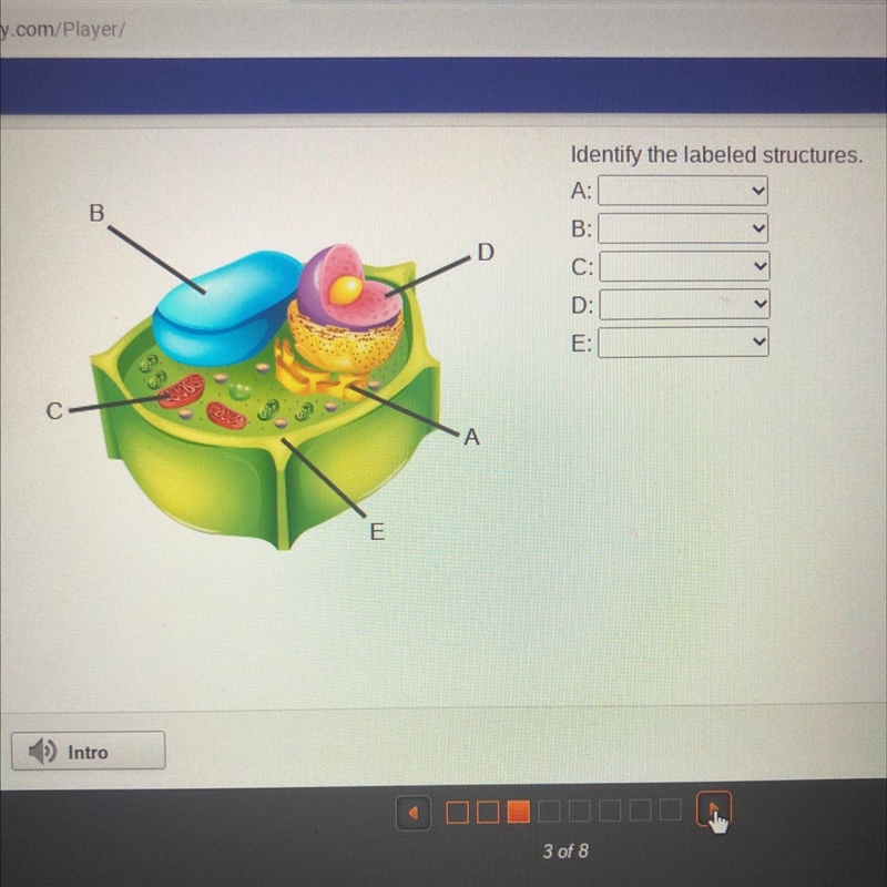 Identify the labeled structures, A B C D E A Btw this is science so ye--example-1