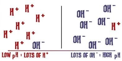 A solution that has a high concentration of hydrogen ions has what type of pH? 2 7 13 14 worth-example-1