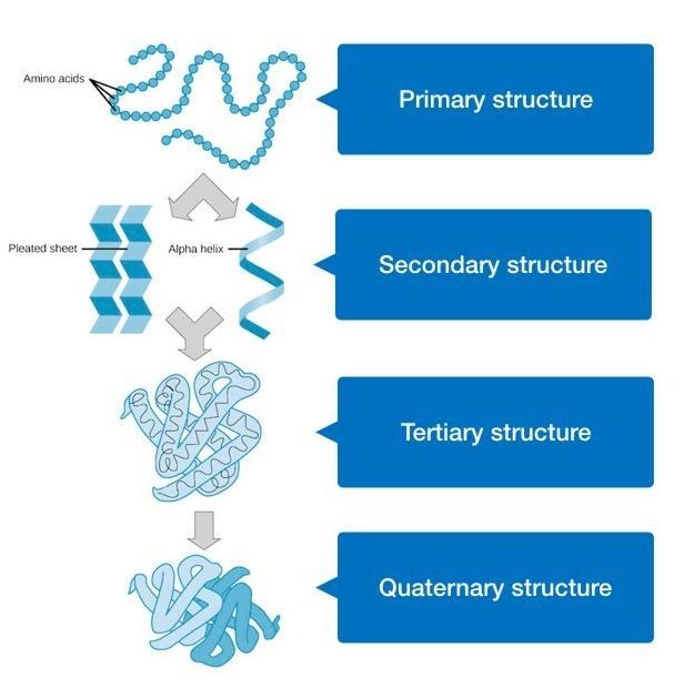 3.Discuss the four macromolecules that occur in nature, including the building block-example-3