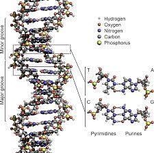 2. How/why does the DNA separate? Discuss porosity or pores, electricity DNA's charge-example-1