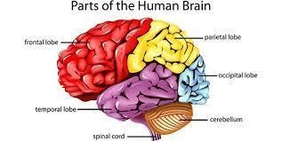 What organ is very important in human body-example-1