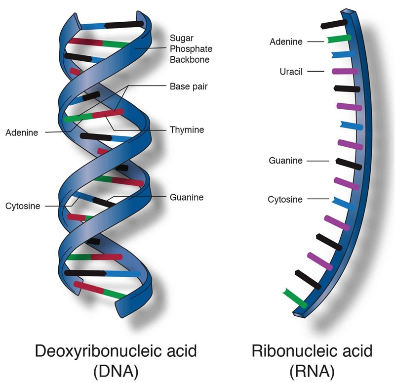 3.Discuss the four macromolecules that occur in nature, including the building block-example-4