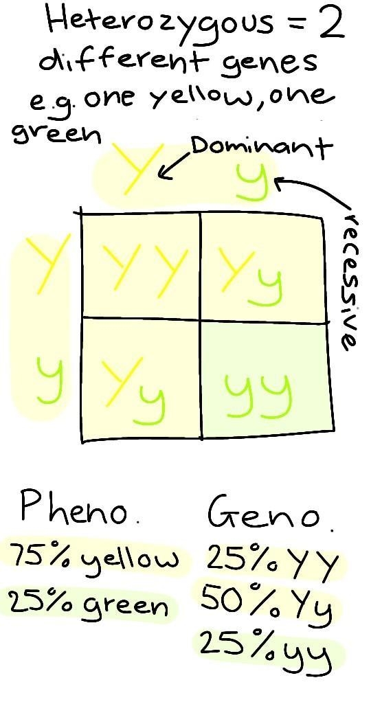 Predict the phenotypic and genotypic outcome (offspring) of a cross between two plants-example-1