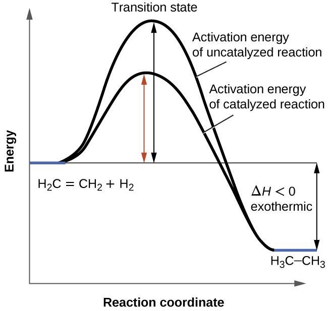 Catalysts speed up chemical reactions. Which change is a likely direct effect of a-example-1