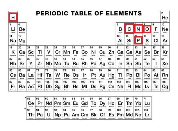 The G base of a DNA molecule has the molecular formula C10H12O6N5P. Which two elements-example-1