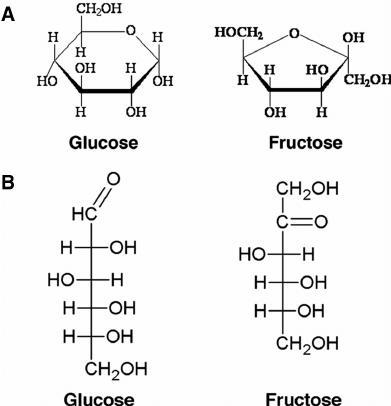 Illustrate the structural and functional difference between glucose and fructose?-example-1