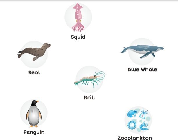 Tell me what order i should put the animal in in the food chain-example-1