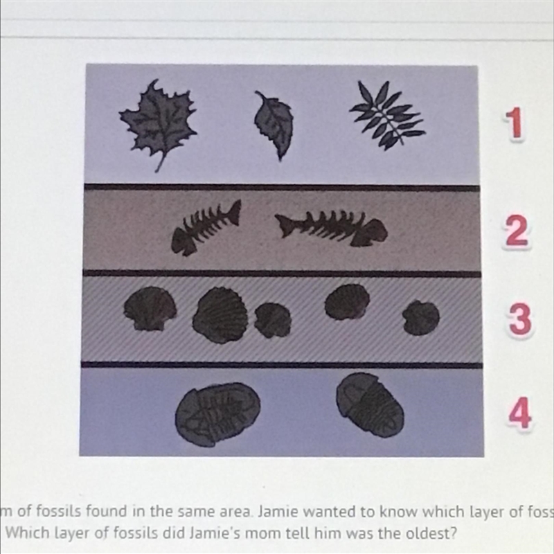 This is a diagram of fossils found in the same area. Jamie wanted to know which layer-example-1