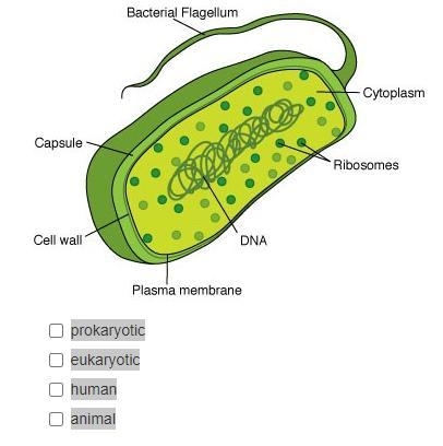 Which type of cell is shown in the following image?-example-1