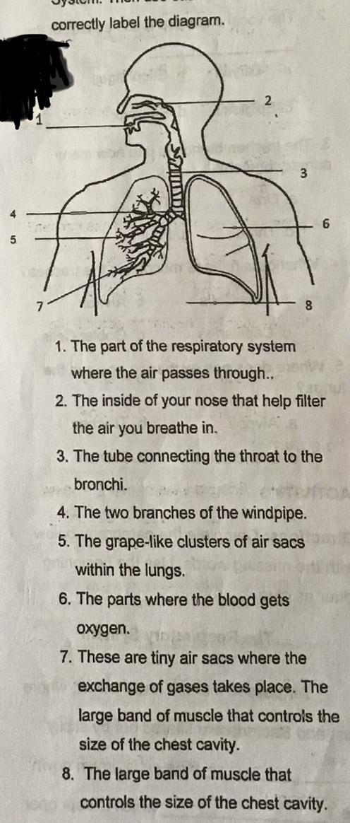 ACTIVITY 1 Directions: Study the diagram to identify the parts of the Respiratory-example-1