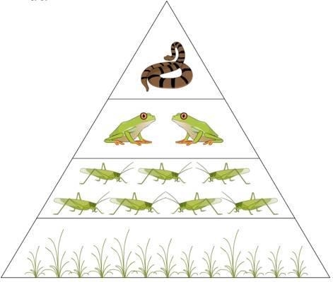 6 of 106 of 10 Items 07:48 Above is an example of a food chain or pyramid. Ultimately-example-1