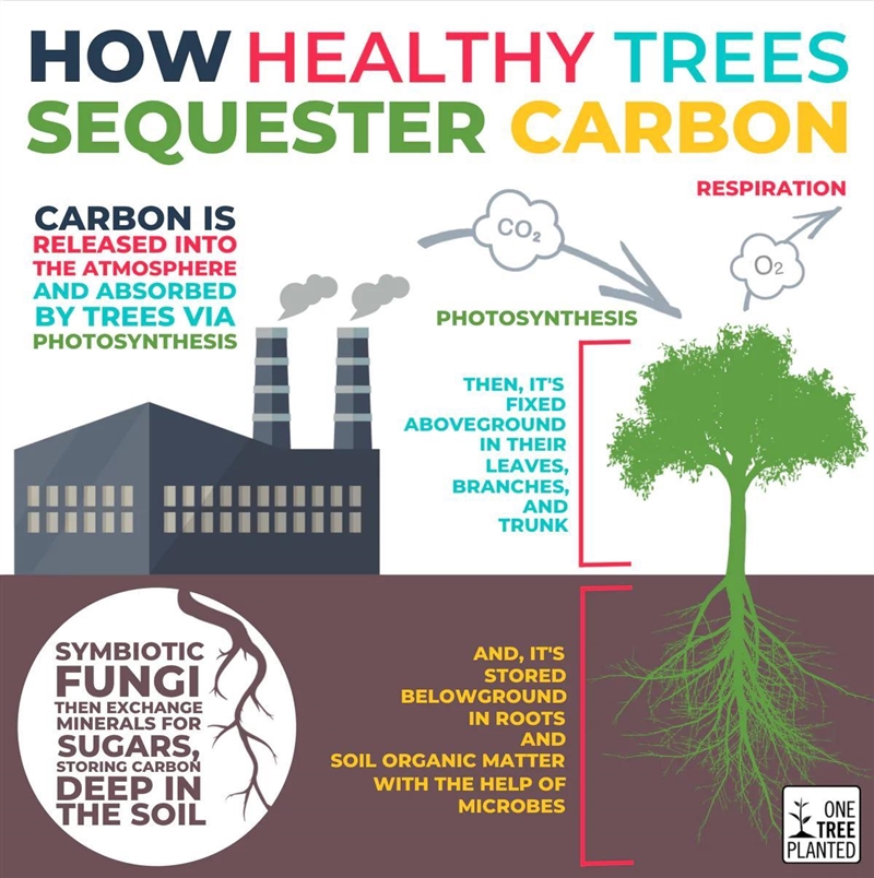 According to the infrographic, what happens to carbon after trees respire? A. It cleans-example-1