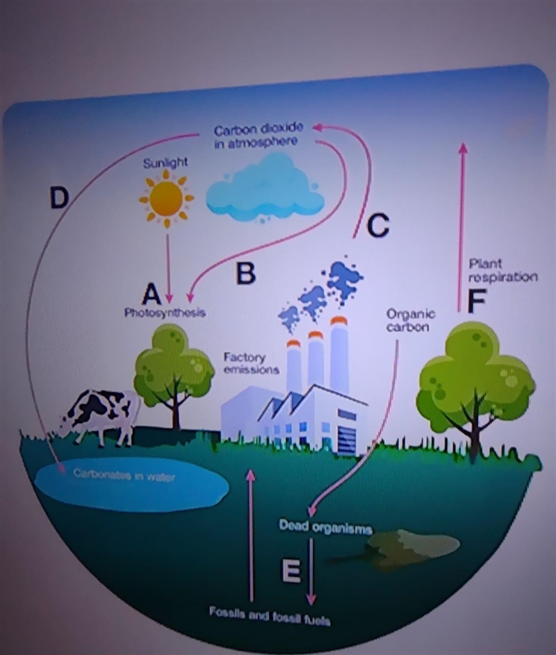 True or false. the arrow labeled C represents a transfer of chemical energy to mechanical-example-1