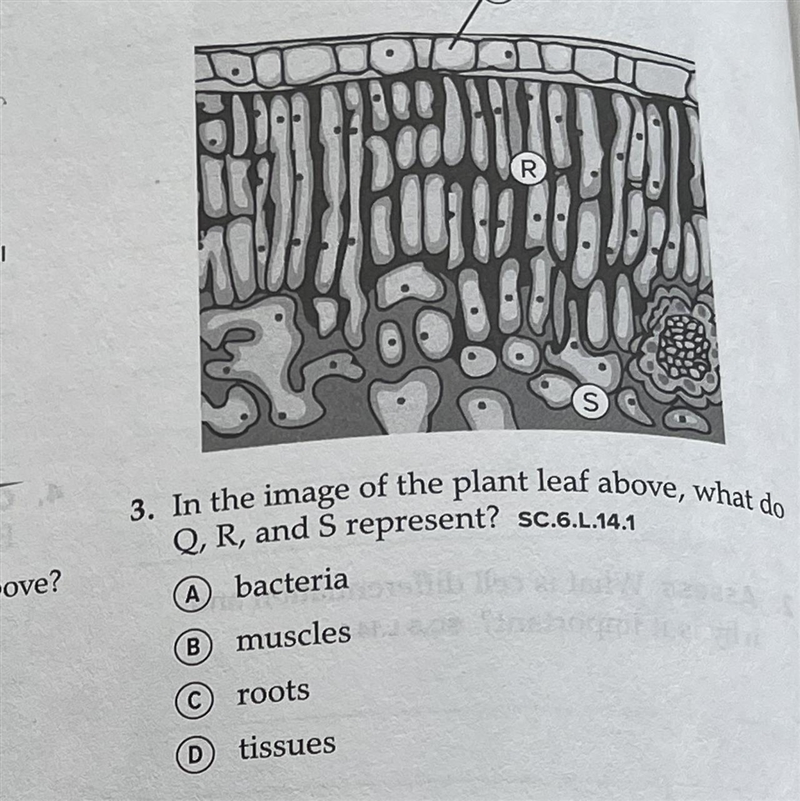 In the image of the planet leaf above, what do Q, R and S represent? A: bacteria B-example-1