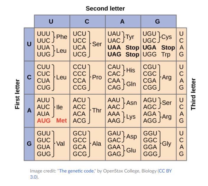 What amino acid sequence is encoded by the codon sequence GCCGCGACCGCUACU?-example-1