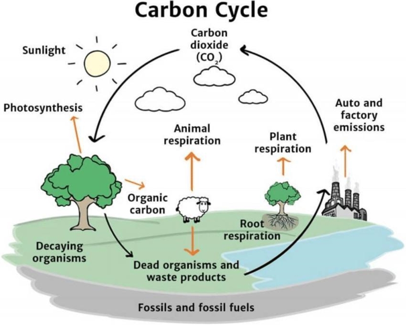 Write your own example of how the carbon cycle works.-example-1